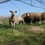 Biohof Buschmuehle * Konigsfeld (Mittelsachsen)