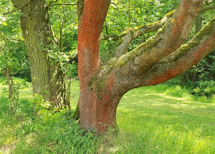 Biohof Buschmuehle Konigsfeld (Mittelsachsen)